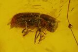 Mating Fossil Flies, Mite, Springtail and Beetle in Baltic Amber #150718-1